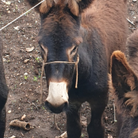 Asino Ragusano maschio -- VENDUTO