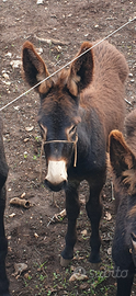 Asino Ragusano maschio -- VENDUTO