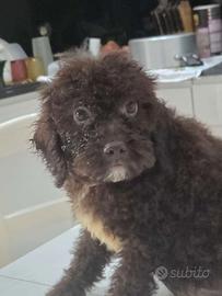Cucciole Lagotto romagnolo