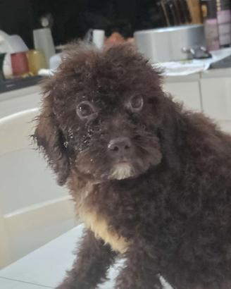 Cucciole Lagotto romagnolo