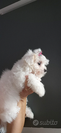 Maltesi cuccioli