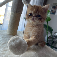 Due cuccioli di gatto Persiano Esotico - maschiett