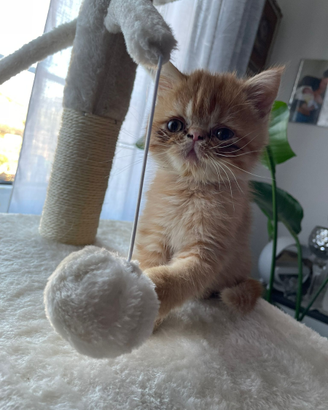 Due cuccioli di gatto Persiano Esotico - maschiett