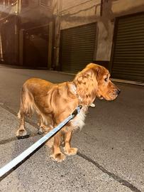 cane cocker 