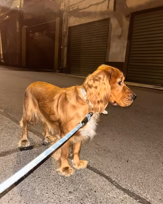 cane cocker 