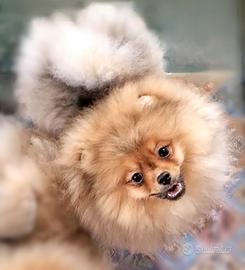 Cuccioli di Spitz di Pomerania nano (Volpino)
