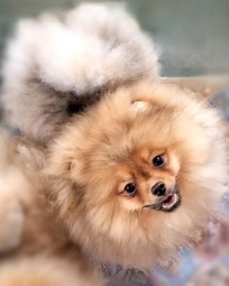 Cuccioli di Spitz di Pomerania nano (Volpino)