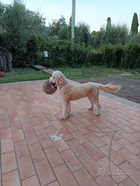 Lagotto romagnolo con pedigree