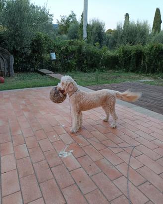 Lagotto romagnolo con pedigree