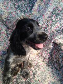 Cuccioli cocker spaniel