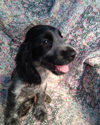 Cuccioli cocker spaniel