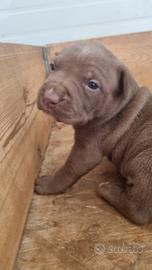 American pitbull terrier