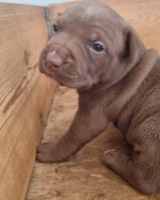American pitbull terrier