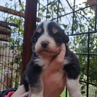 Cuccioli di pastore australiano