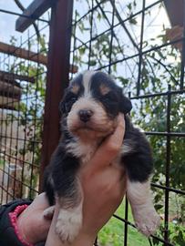 Cuccioli di pastore australiano
