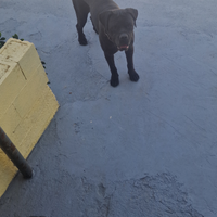 2 cani corso di 5 anni