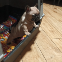 Bulldog francese con pedigree