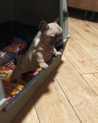 Bulldog francese con pedigree