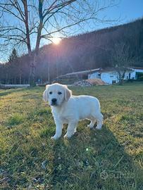Cucciolo di Golden Retriever