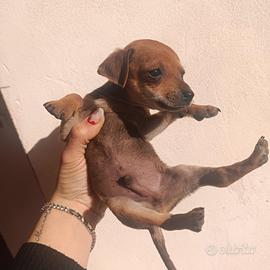 Pinscher nano 350