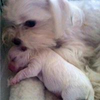 Cuccioli maltese minitoy