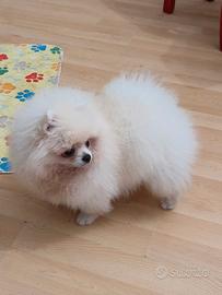 Volpino di Pomerania o Spitz tedesco nano