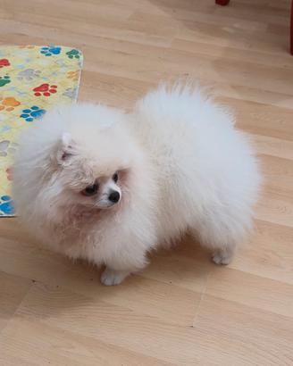Volpino di Pomerania o Spitz tedesco nano