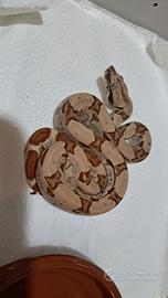 Boa C. I. HYPO