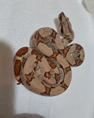 Boa C. I. HYPO