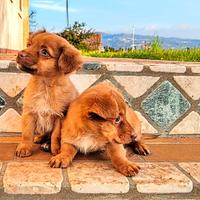 Meticci cuccioli cagnolini piccolissima taglia