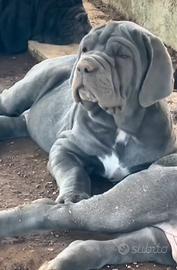 Mastino Napoletano
