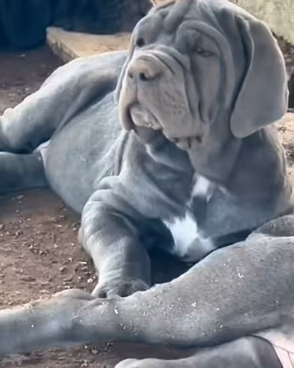 Mastino Napoletano