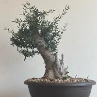 olivastro prebonsai