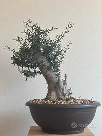 olivastro prebonsai