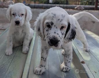 Cuccioli Setter Inglesi