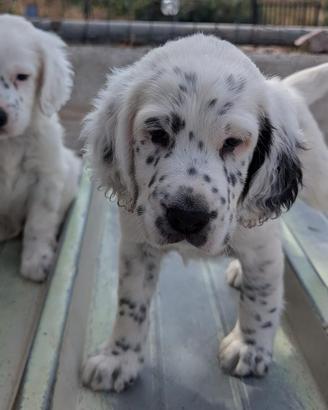Cuccioli Setter Inglesi