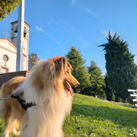 Pastore scozzese per accoppiamento