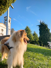 Pastore scozzese per accoppiamento