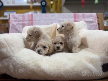 Maltipoo