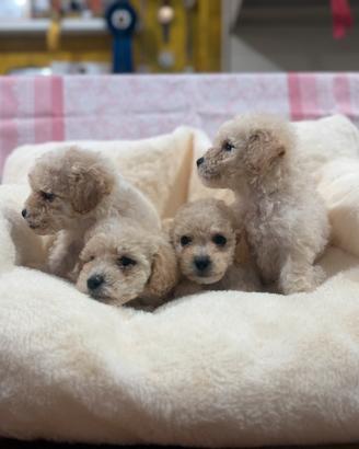 Maltipoo