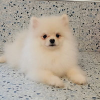 Spitz Pomerania pedrgree Enci 0