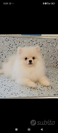 Spitz Pomerania pedrgree Enci 0