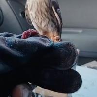 Disponibile pullo gheppio americano