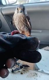 Disponibile pullo gheppio americano