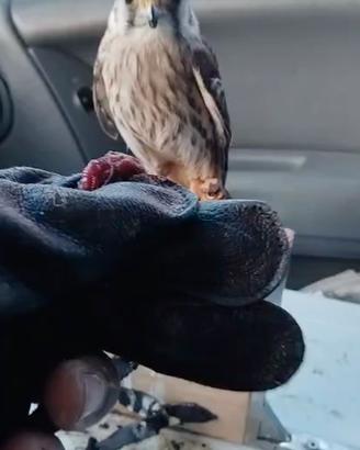 Disponibile pullo gheppio americano