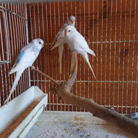 Pappagalli inseparabili e coccorite