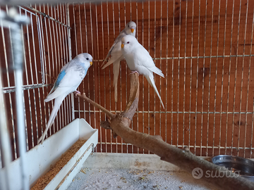 Pappagalli inseparabili e coccorite