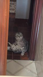 Gatto Scottish 9 mesi