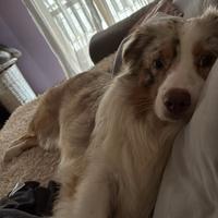 Pastore australiano maschio