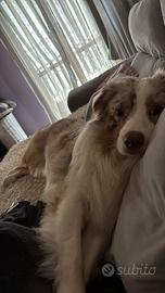 Pastore australiano maschio